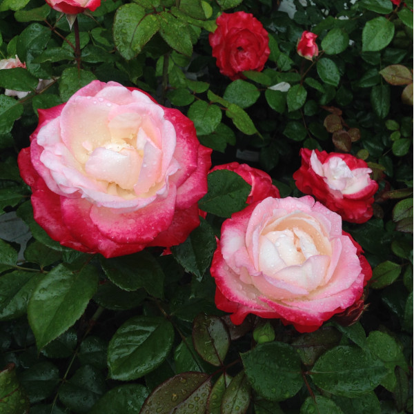 NOSTALGIAT®